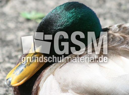 Schnabel-Stockente-003.jpg